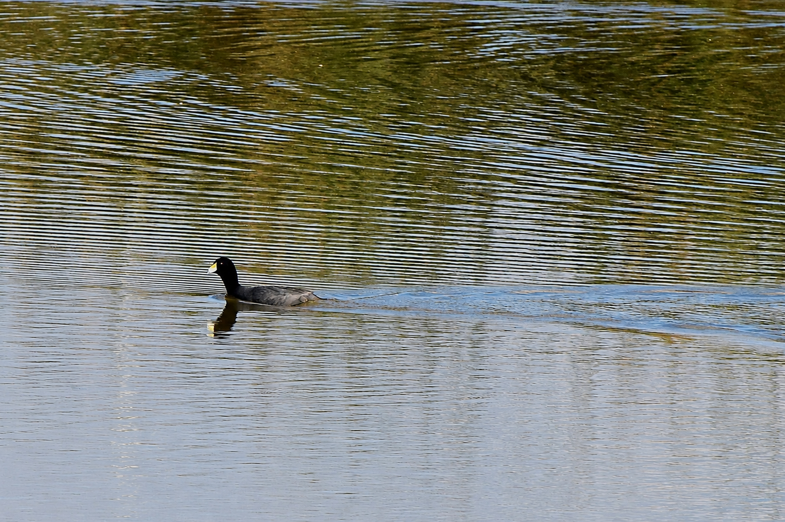 Fulica americana