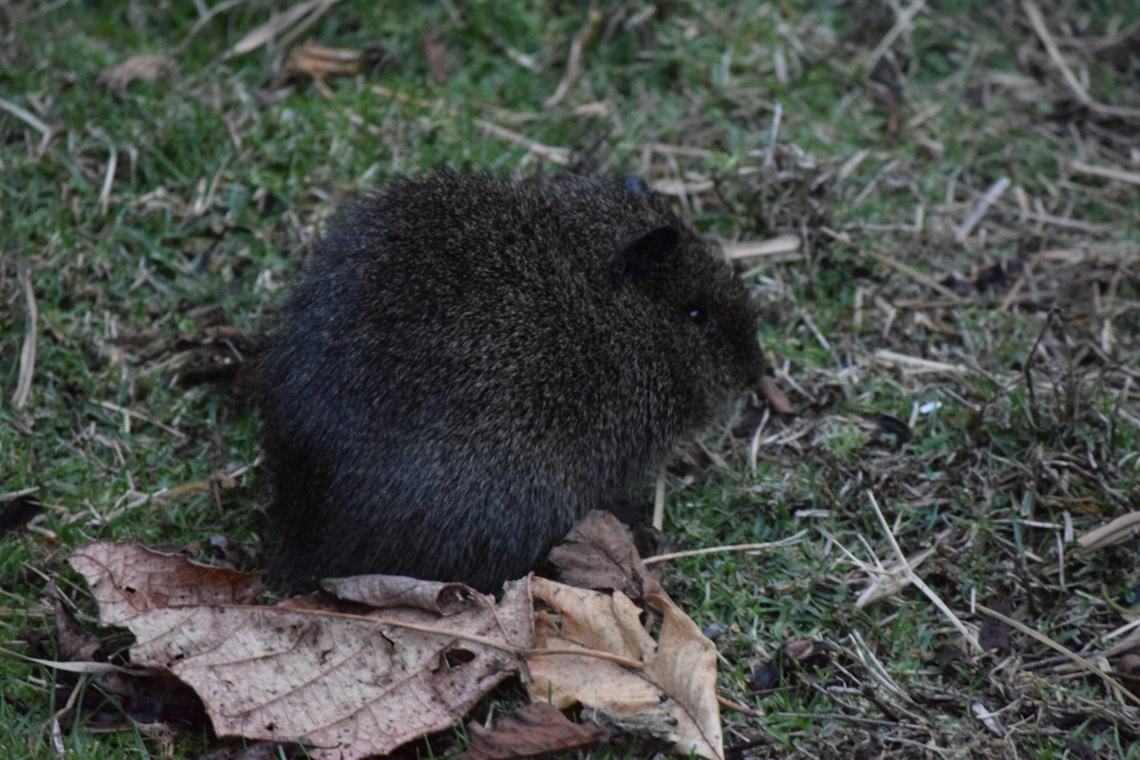 Cavia aperea