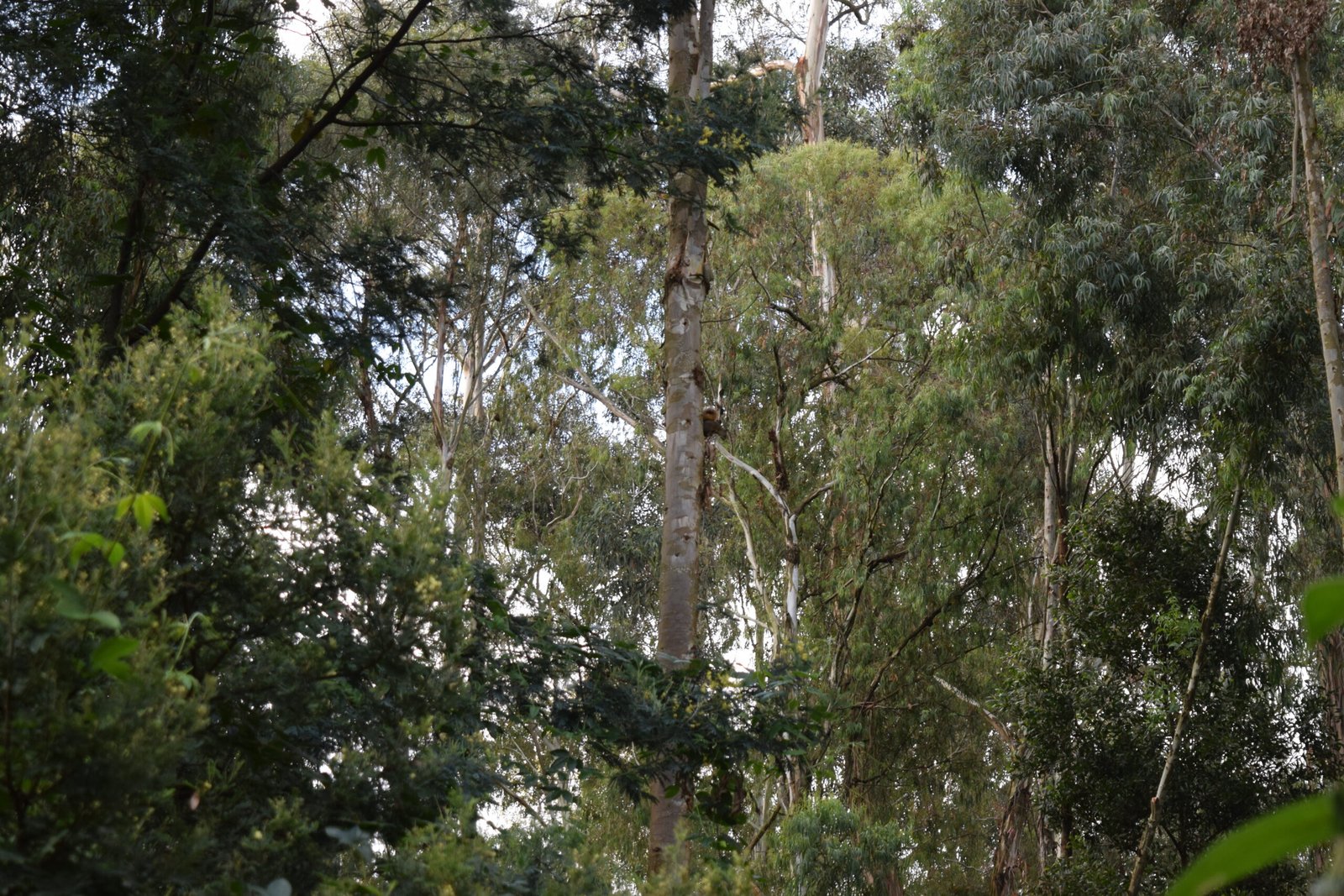 Syntheosciurus granatensis