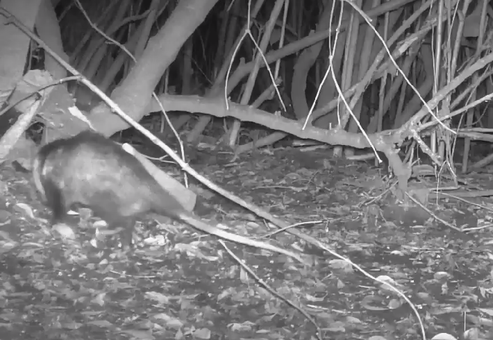 Didelphis pernigra