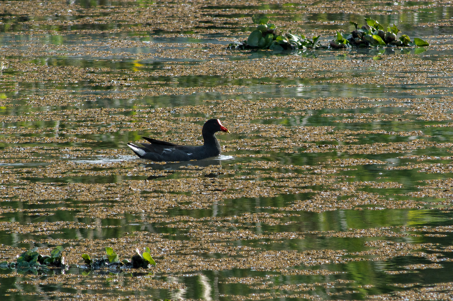 Gallinula galeata
