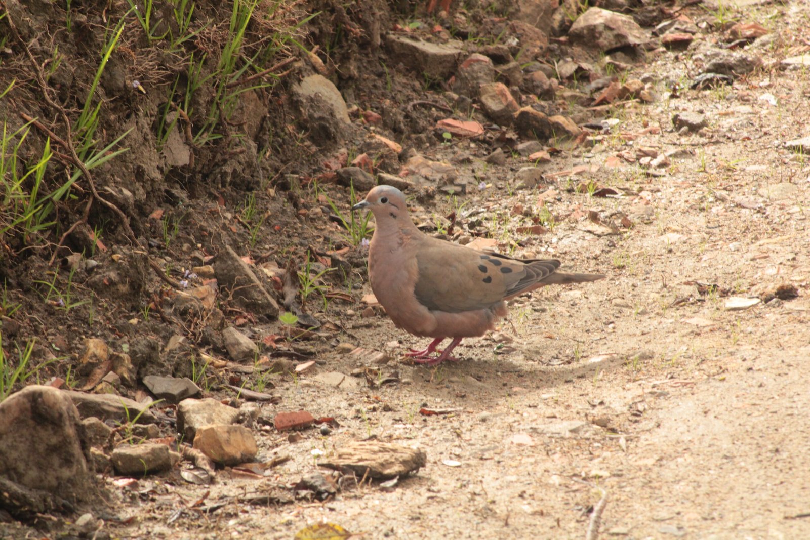 Zenaida auriculata