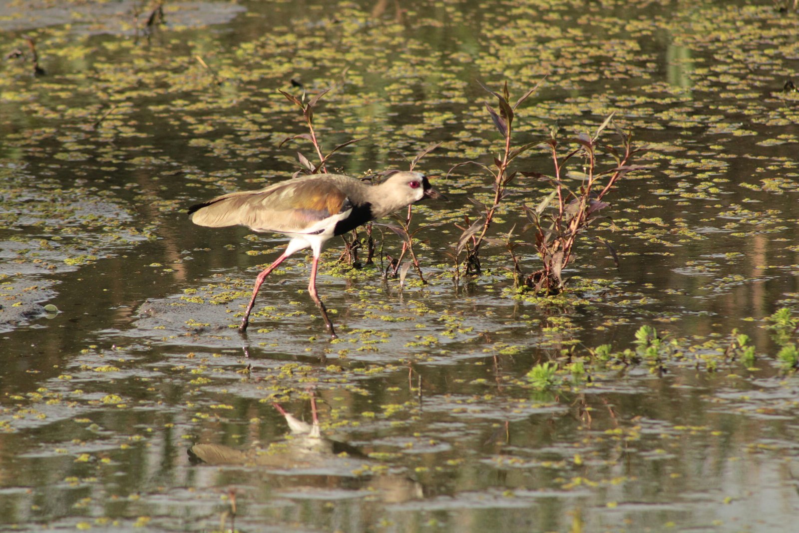 Vanellus Chilensis