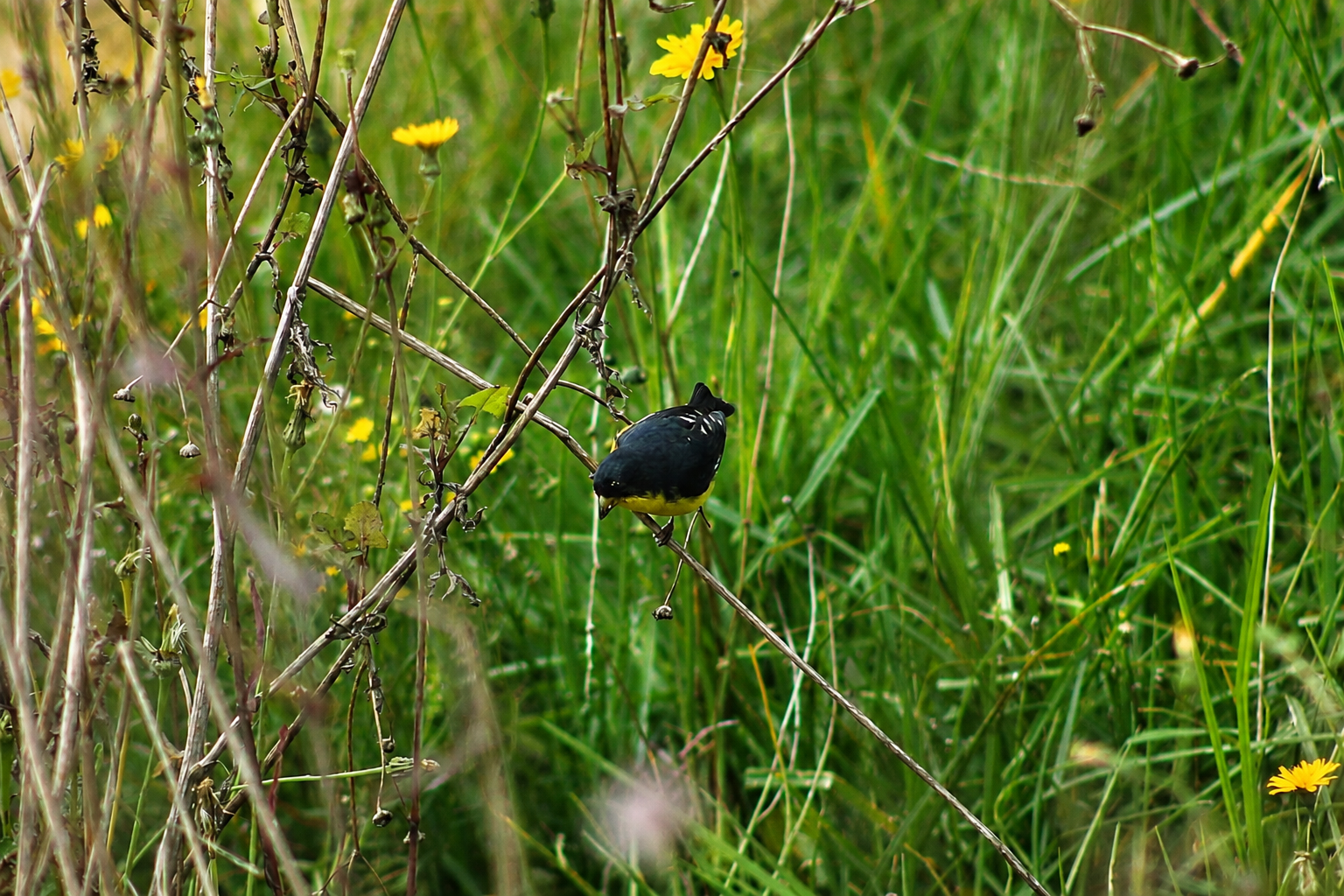 Spinus psaltria