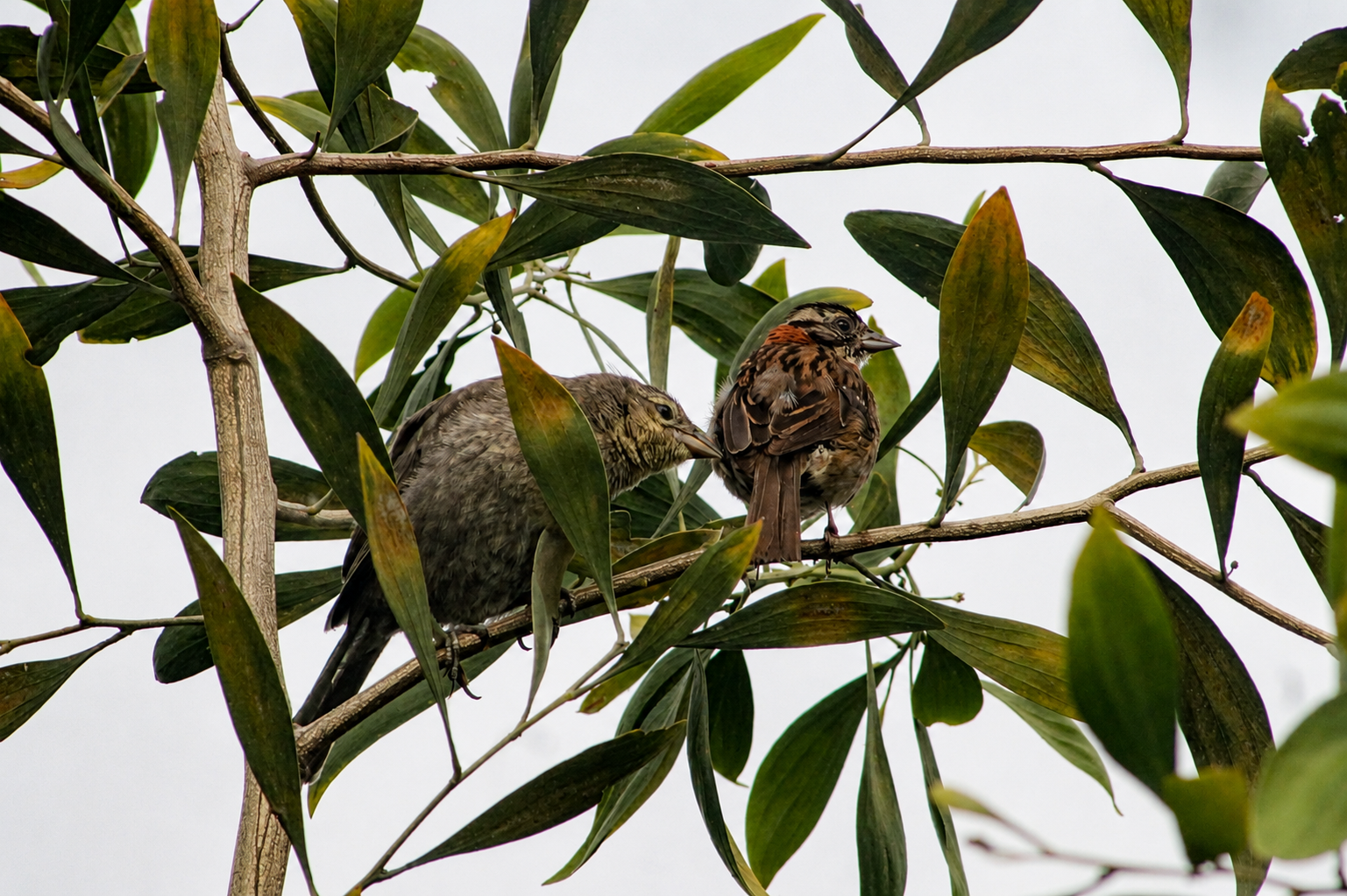 Molothrus bonariensis