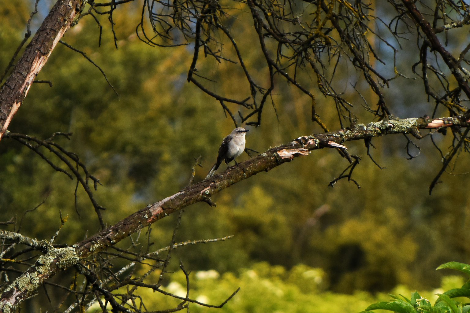 Mimus gilvus