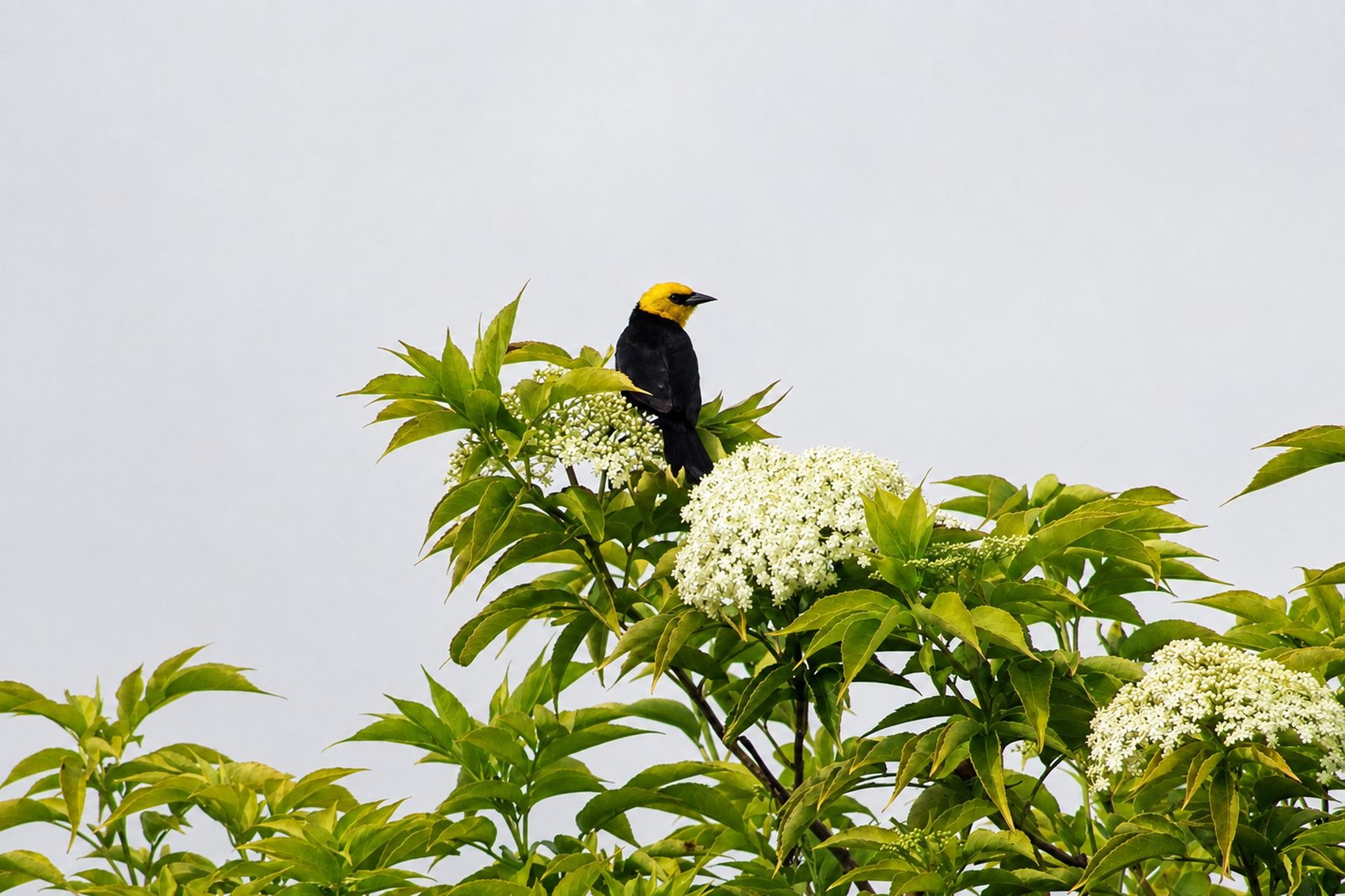 Chrysomus icterocephalus