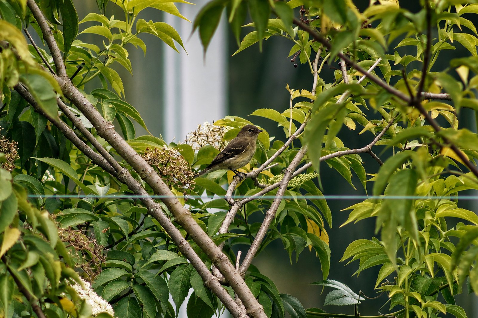 Elaenia frantzii