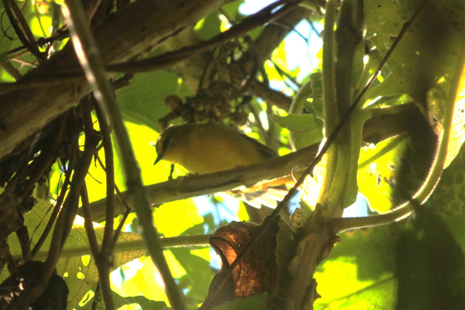 Myiothlypis nigrocristata