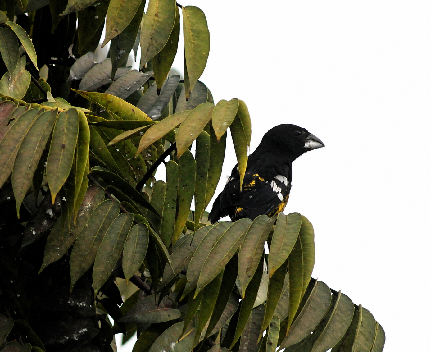 Pheucticus aureoventris